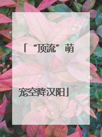 “顶流”萌宠空降汉阳