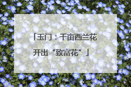 玉门：千亩西兰花开出“致富花”