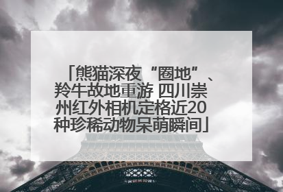 熊猫深夜“圈地”、羚牛故地重游 四川崇州红外相机定格近20种珍稀动物呆萌瞬间