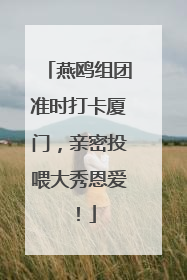 燕鸥组团准时打卡厦门，亲密投喂大秀恩爱！