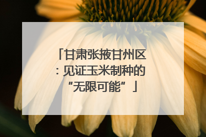 甘肃张掖甘州区：见证玉米制种的“无限可能”