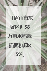 眉山市东坡区近58万亩水稻栽插面积超85%