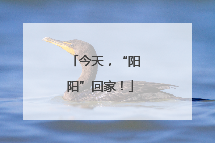 今天，“阳阳”回家！