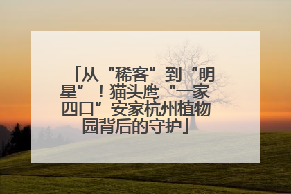 从“稀客”到“明星”！猫头鹰“一家四口”安家杭州植物园背后的守护