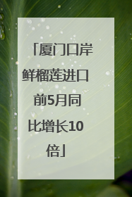 厦门口岸鲜榴莲进口 前5月同比增长10倍