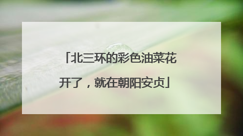 北三环的彩色油菜花开了，就在朝阳安贞