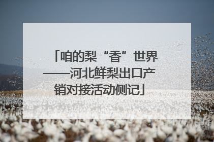 咱的梨“香”世界——河北鲜梨出口产销对接活动侧记