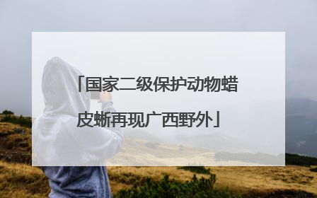国家二级保护动物蜡皮蜥再现广西野外