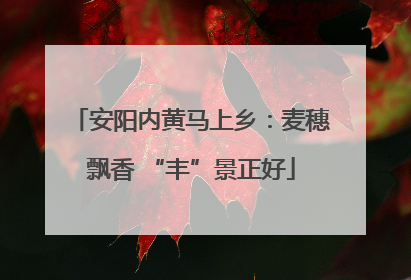 安阳内黄马上乡：麦穗飘香 “丰”景正好