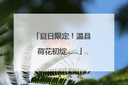 夏日限定！温县荷花初绽……