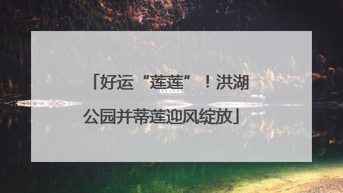 好运“莲莲”！洪湖公园并蒂莲迎风绽放