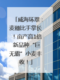 威海环翠：麦穗比手掌长！亩产高1倍 新品种“巨无霸”小麦丰收！