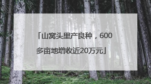 山窝头里产良种，600多亩地增收近20万元