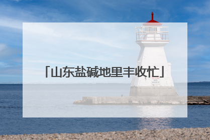 山东盐碱地里丰收忙