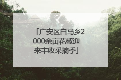 广安区白马乡2000余亩花椒迎来丰收采摘季