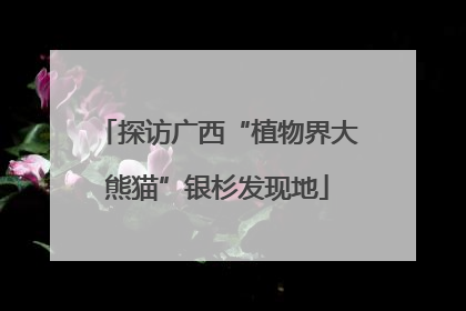 探访广西“植物界大熊猫”银杉发现地