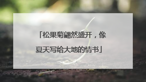 松果菊翩然盛开，像夏天写给大地的情书