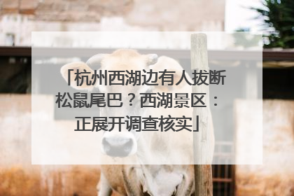 杭州西湖边有人拔断松鼠尾巴？西湖景区：正展开调查核实