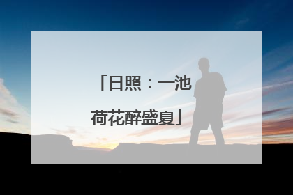 日照：一池荷花醉盛夏