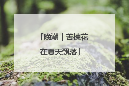 晚潮｜苦楝花在夏天飘落