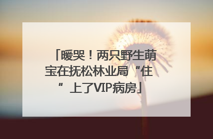 暖哭！两只野生萌宝在抚松林业局“住”上了VIP病房
