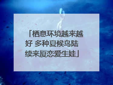 栖息环境越来越好 多种夏候鸟陆续来厦恋爱生娃