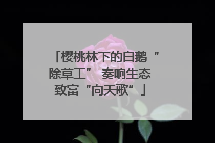 樱桃林下的白鹅“除草工” 奏响生态致富“向天歌”