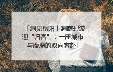 洞见岳阳丨洞庭碧波迎“归客”：一座城市与麋鹿的双向奔赴