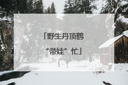野生丹顶鹤“带娃”忙
