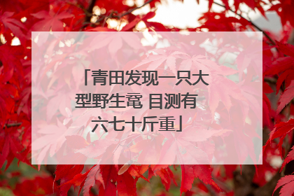 青田发现一只大型野生鼋 目测有六七十斤重
