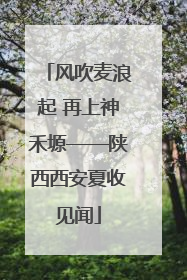 风吹麦浪起 再上神禾塬——陕西西安夏收见闻