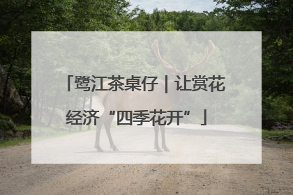 鹭江茶桌仔｜让赏花经济“四季花开”