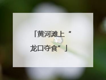 黄河滩上“龙口夺食”